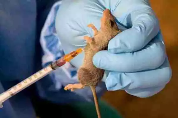 A Case Of Lassa Fever Confirmed In Plateau State (See Details)